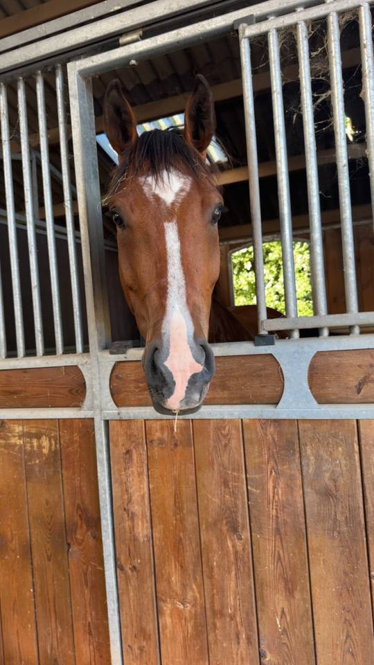 Cheval &agrave; confier 