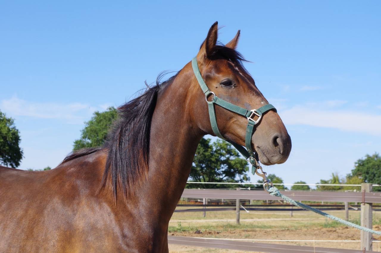 Trotteuse 1 an beau mod&egrave;le 