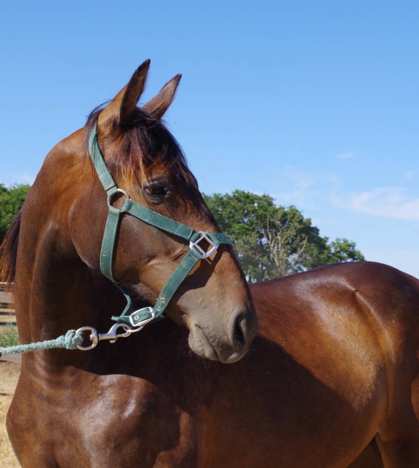 Trotteuse 1 an beau mod&egrave;le 