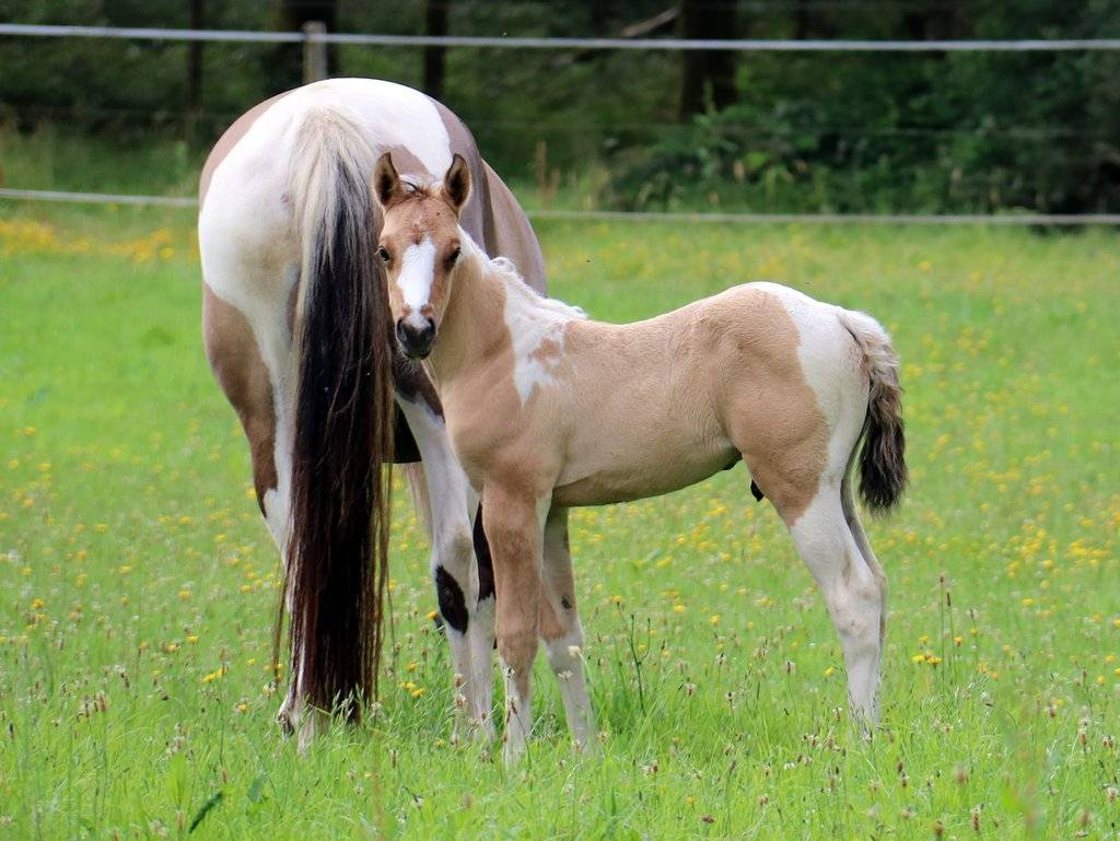 Copper - Poulain paint horse baydun  homozygote tobiano
