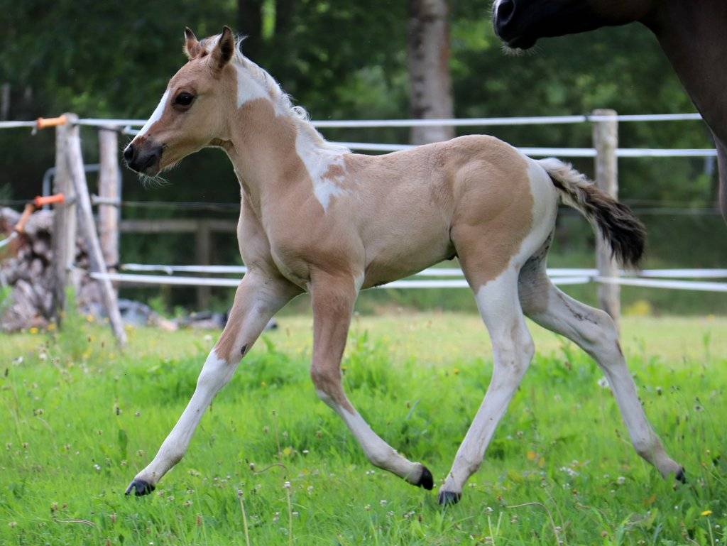 Copper - Poulain paint horse baydun  homozygote tobiano