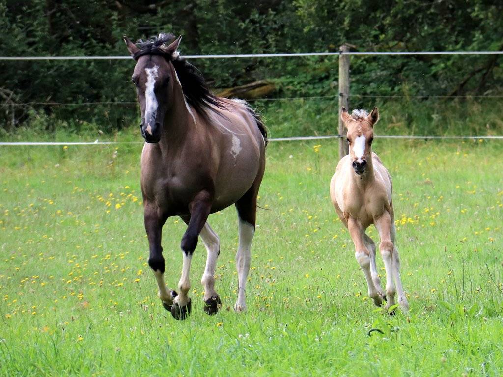 Copper - Poulain paint horse baydun  homozygote tobiano