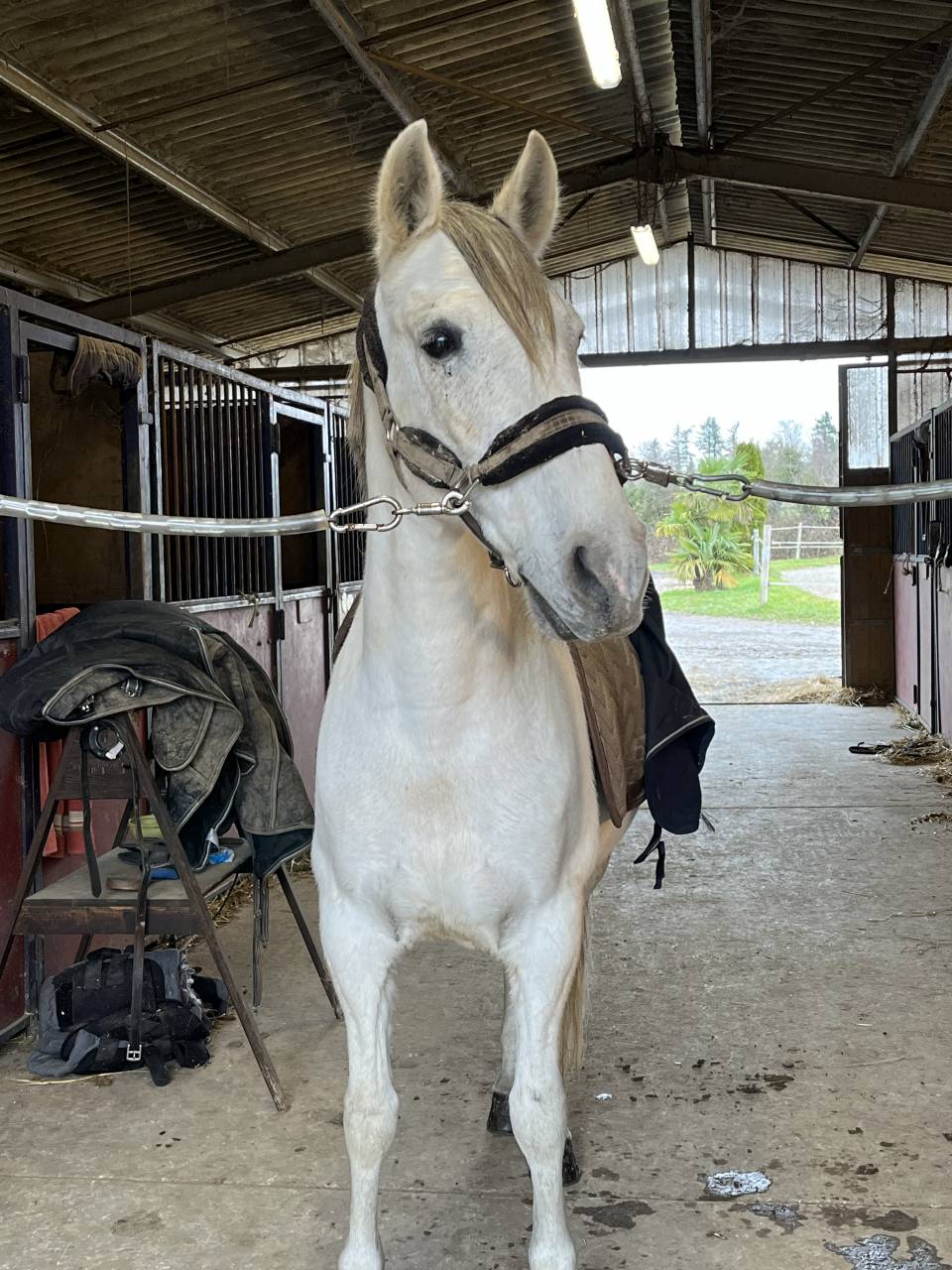 Cheval &agrave; vendre 