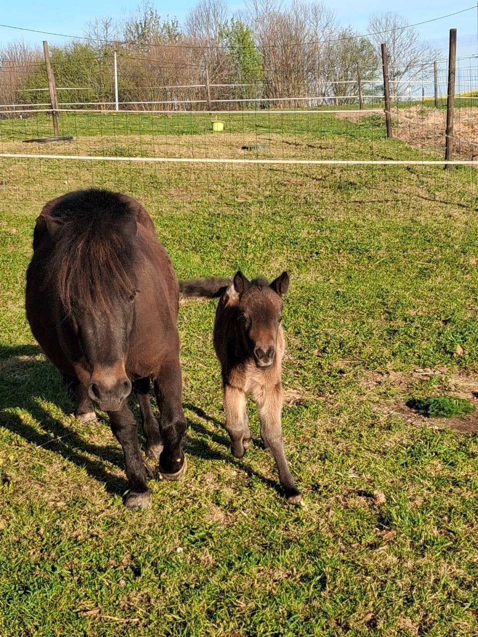 Ponette OC 4 ans