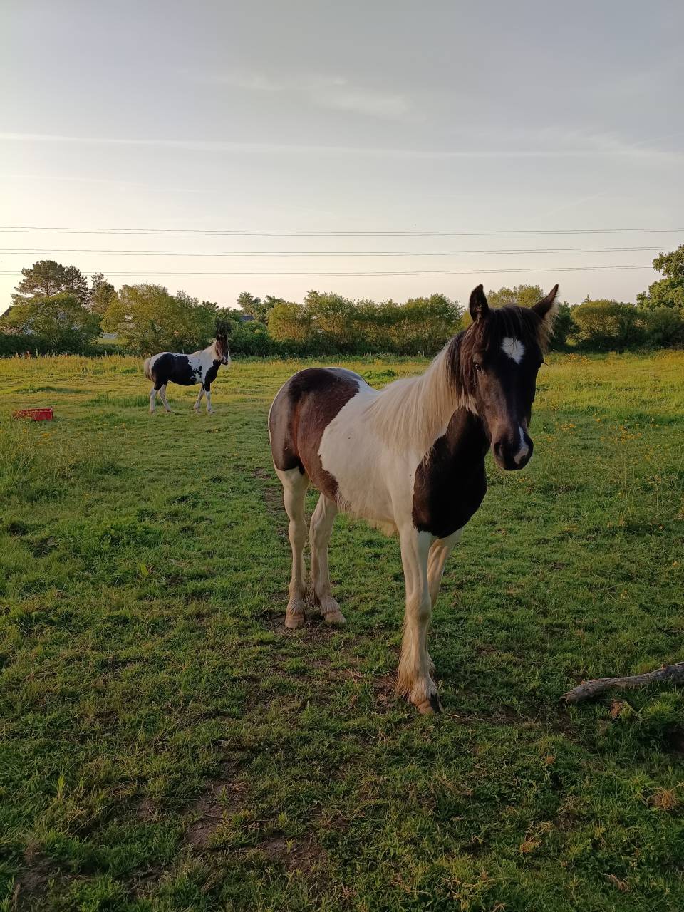Ponette onc