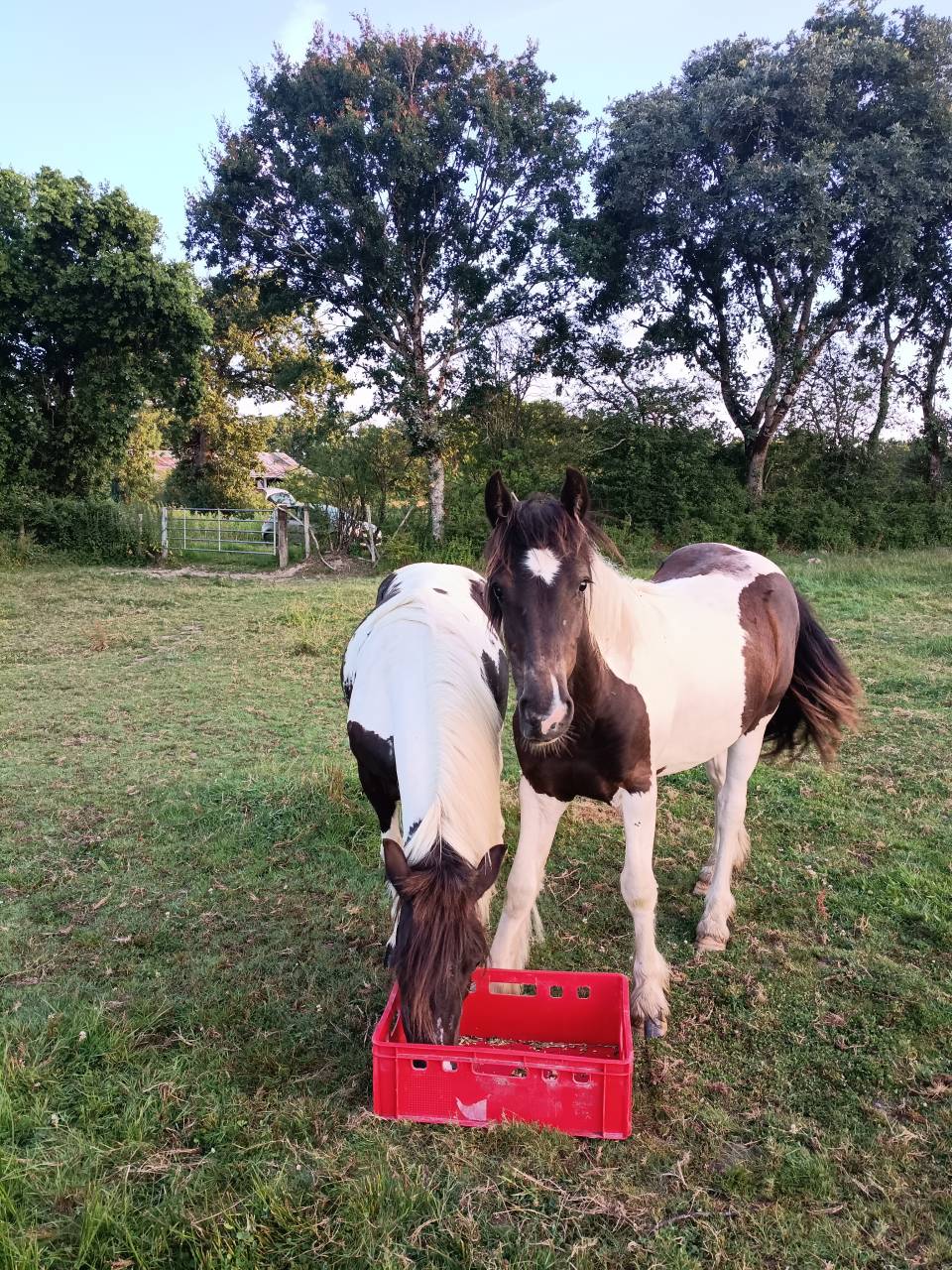 Ponette onc