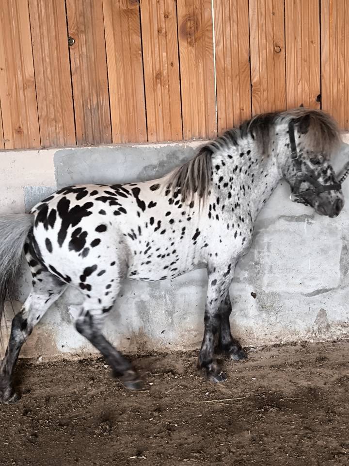 &Eacute;talon miniature Appaloosa l&eacute;opard 