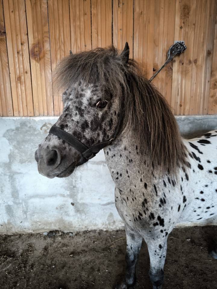 &Eacute;talon miniature Appaloosa l&eacute;opard 