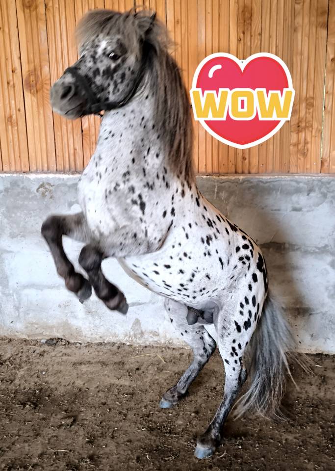 &Eacute;talon miniature Appaloosa l&eacute;opard 