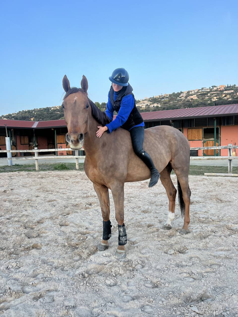 Hongre de 10 ans &agrave; vendre 