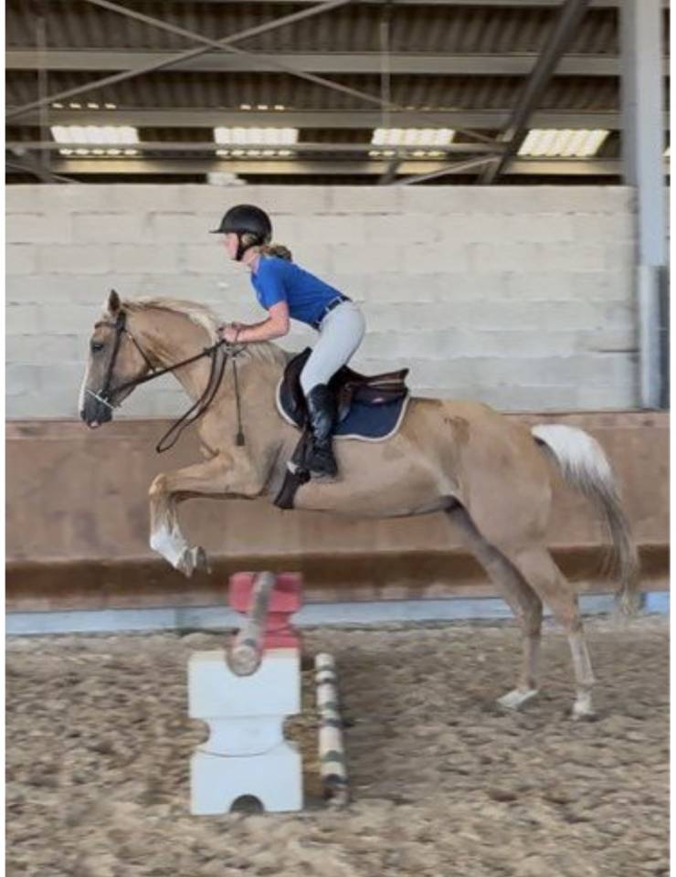 &Agrave; vendre QUARTER - OC palomino