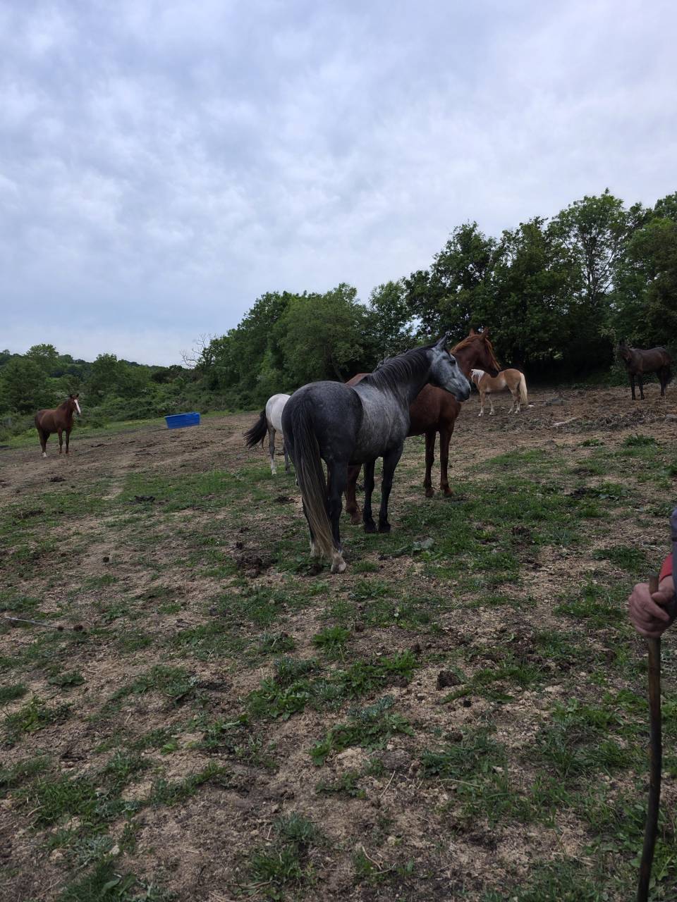Jeune cheval de 5 ans hongre oc 