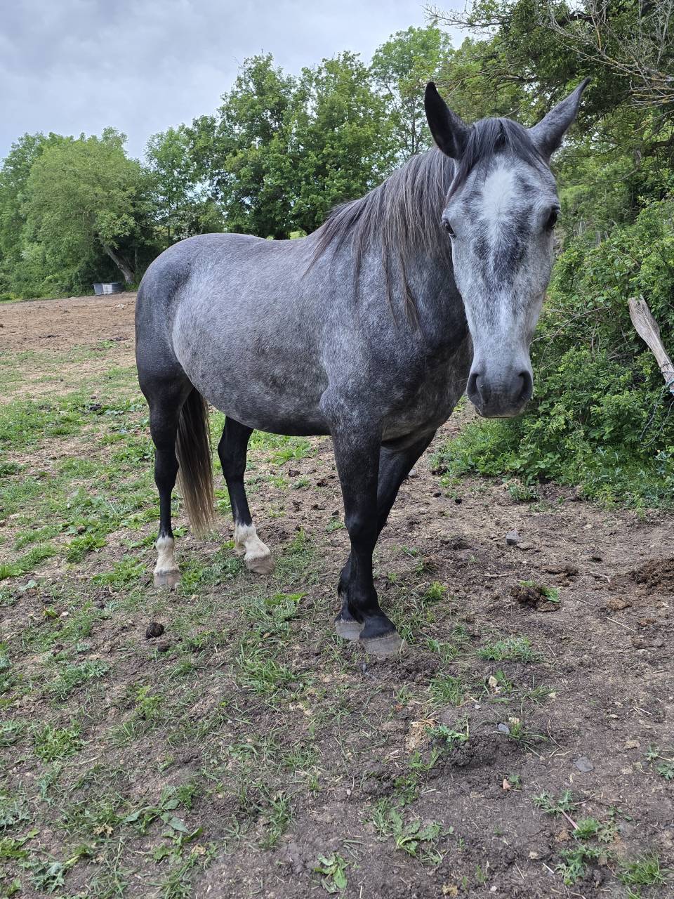 Jeune cheval de 5 ans hongre oc 