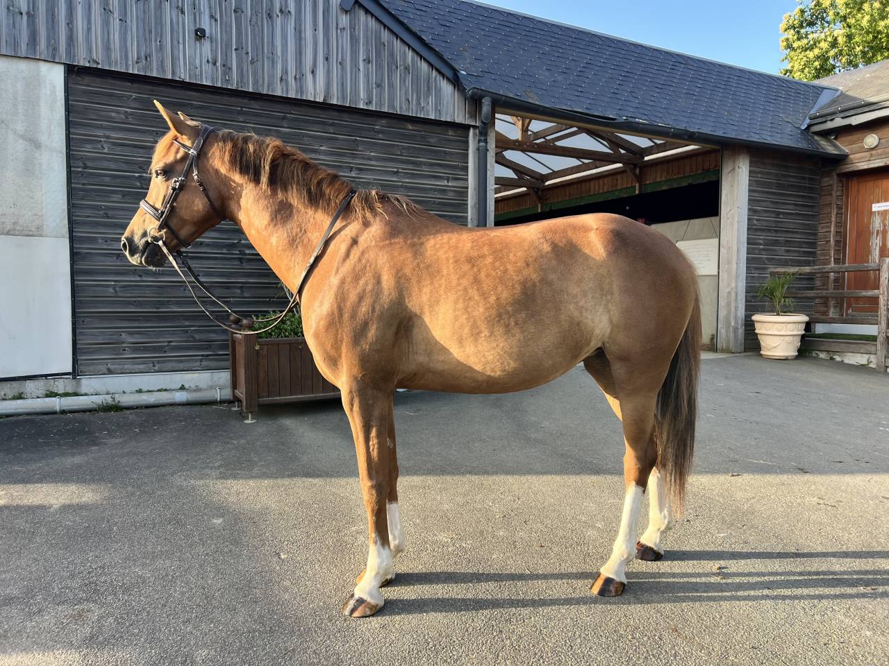 Ponette PFS 5 ans - SPORT