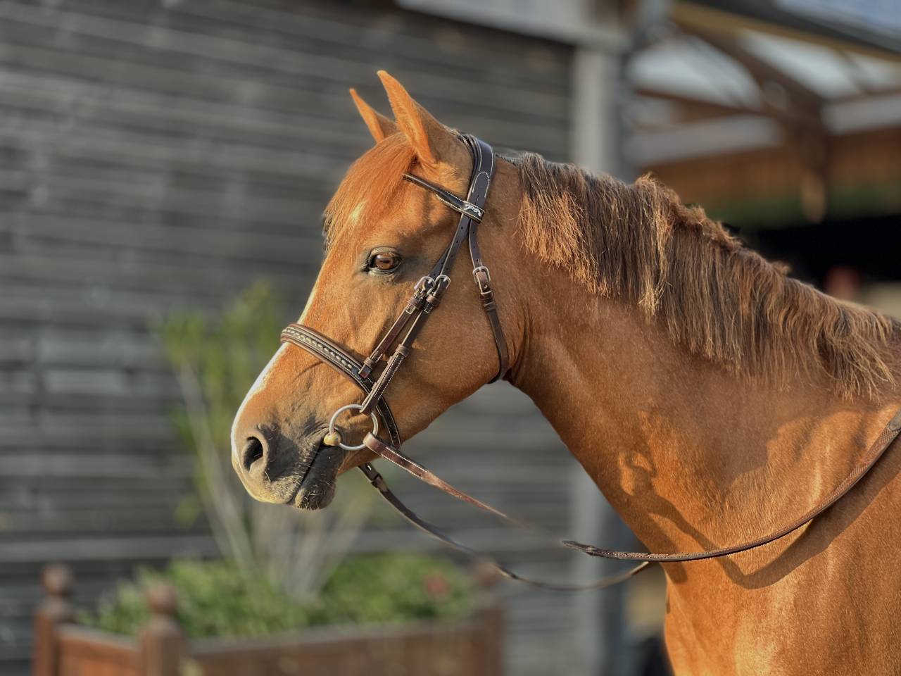 Ponette PFS 5 ans - SPORT