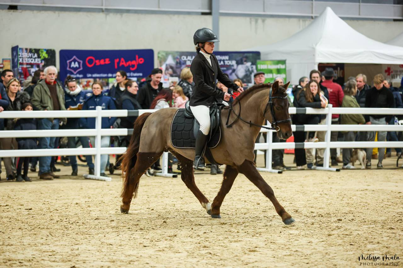Exceptionnel &eacute;talon New-Forest de 6 ans 