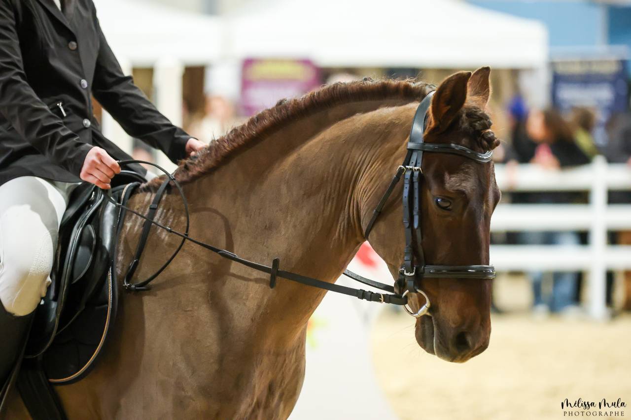 Exceptionnel &eacute;talon New-Forest de 6 ans 