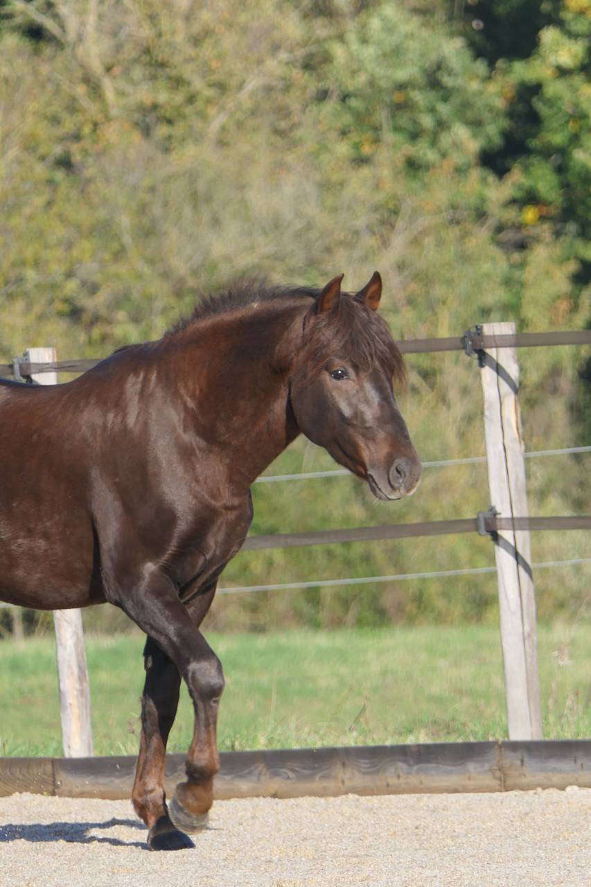 Exceptionnel &eacute;talon New-Forest de 6 ans 