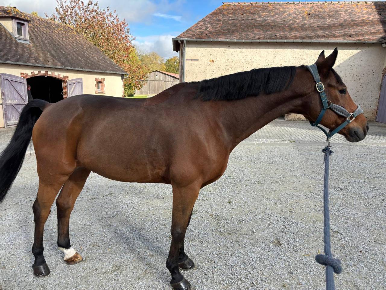 Cheval a Vendre