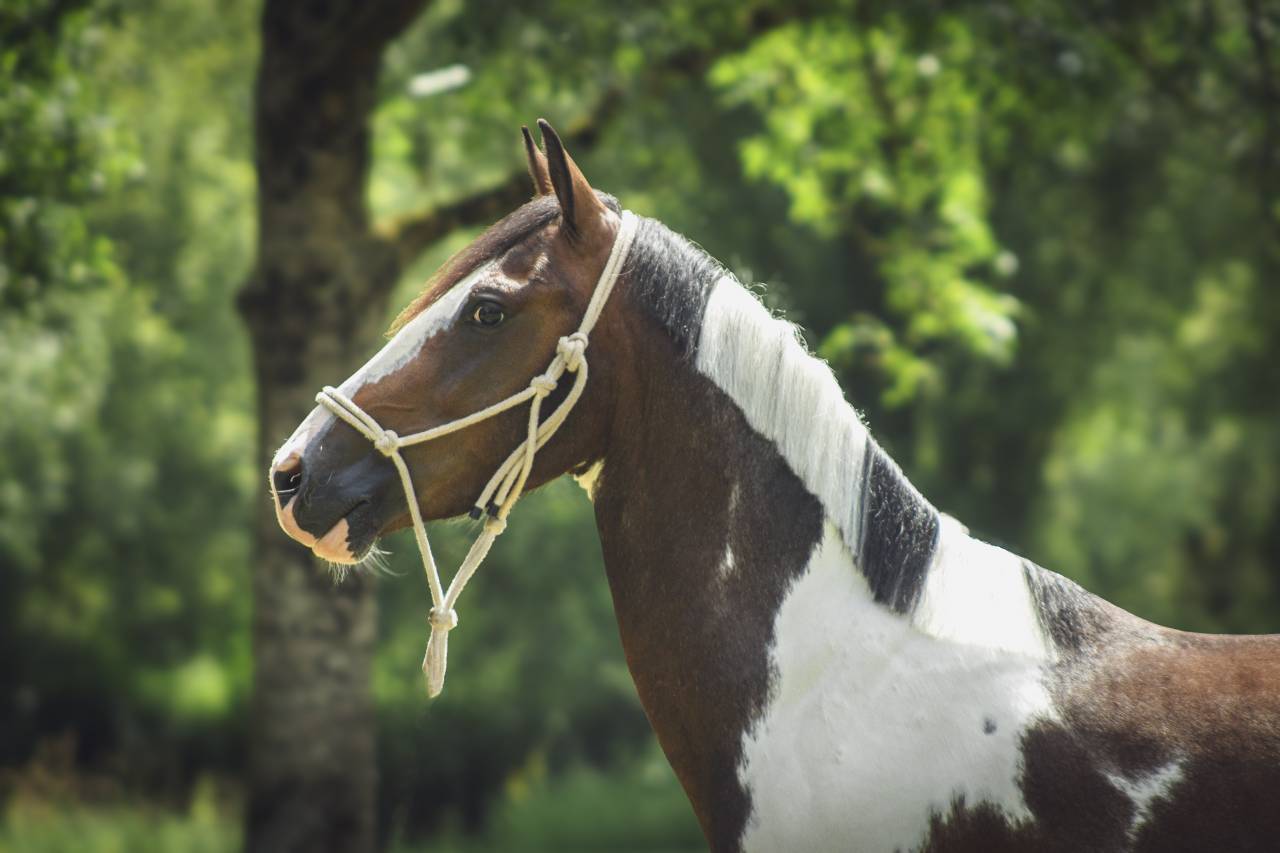 Poney D pp rbp &eacute;talon 1m42 3 ans