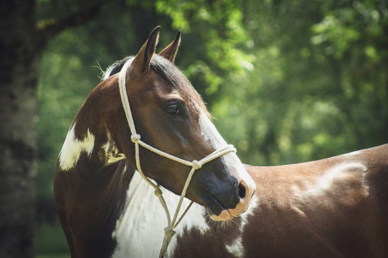 Poney D pp rbp &eacute;talon 1m42 3 ans