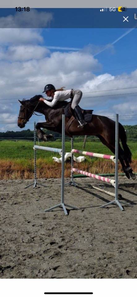 Cheval pour enfants ou amateur