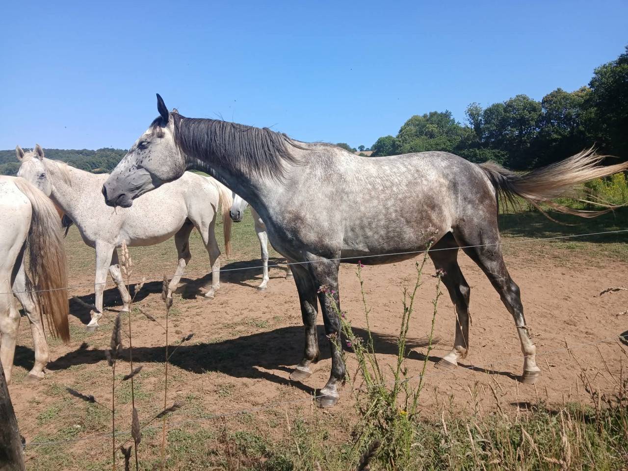 Cheval pour compagnie - Tr&egrave;s gentil - Royal Feu - 5 ans