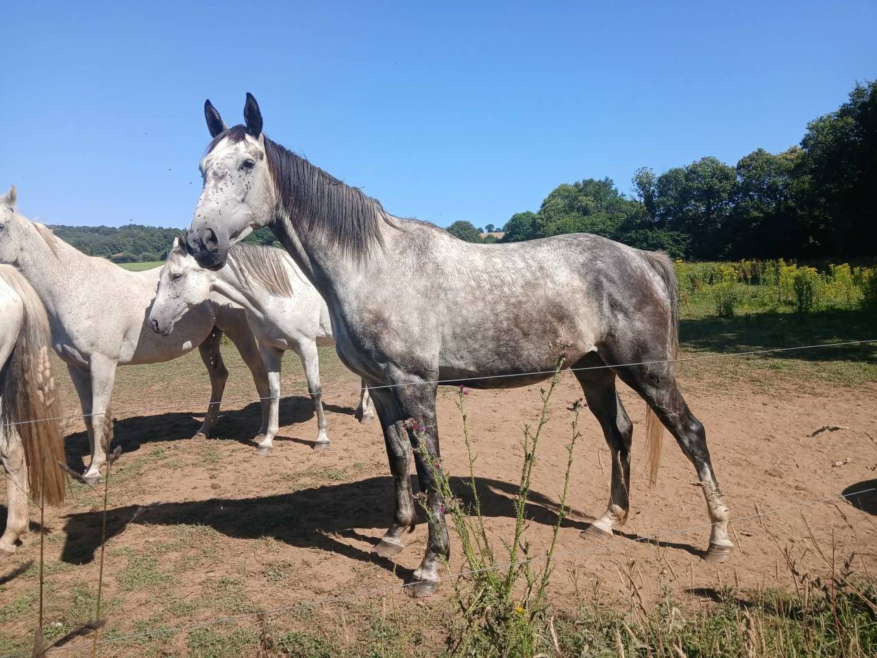Cheval pour compagnie - Tr&egrave;s gentil - Royal Feu - 5 ans