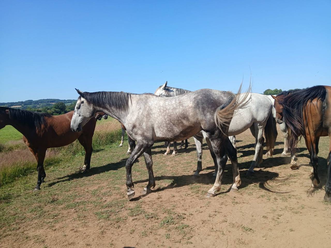 Cheval pour compagnie - Tr&egrave;s gentil - Royal Feu - 5 ans