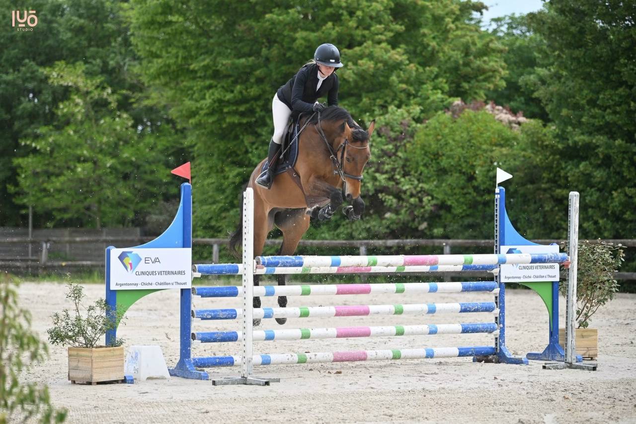 Hongre SF - 5 ans