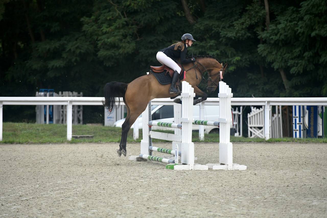 Hongre SF - 5 ans
