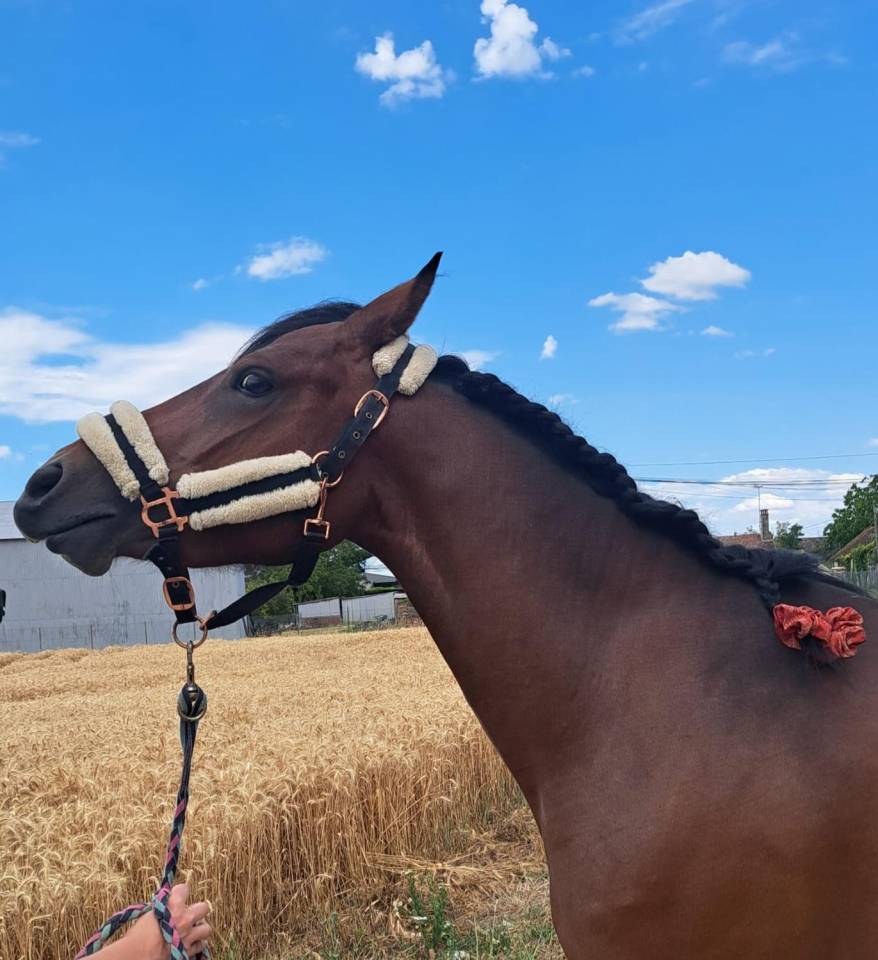 Super ponette D pour CSO