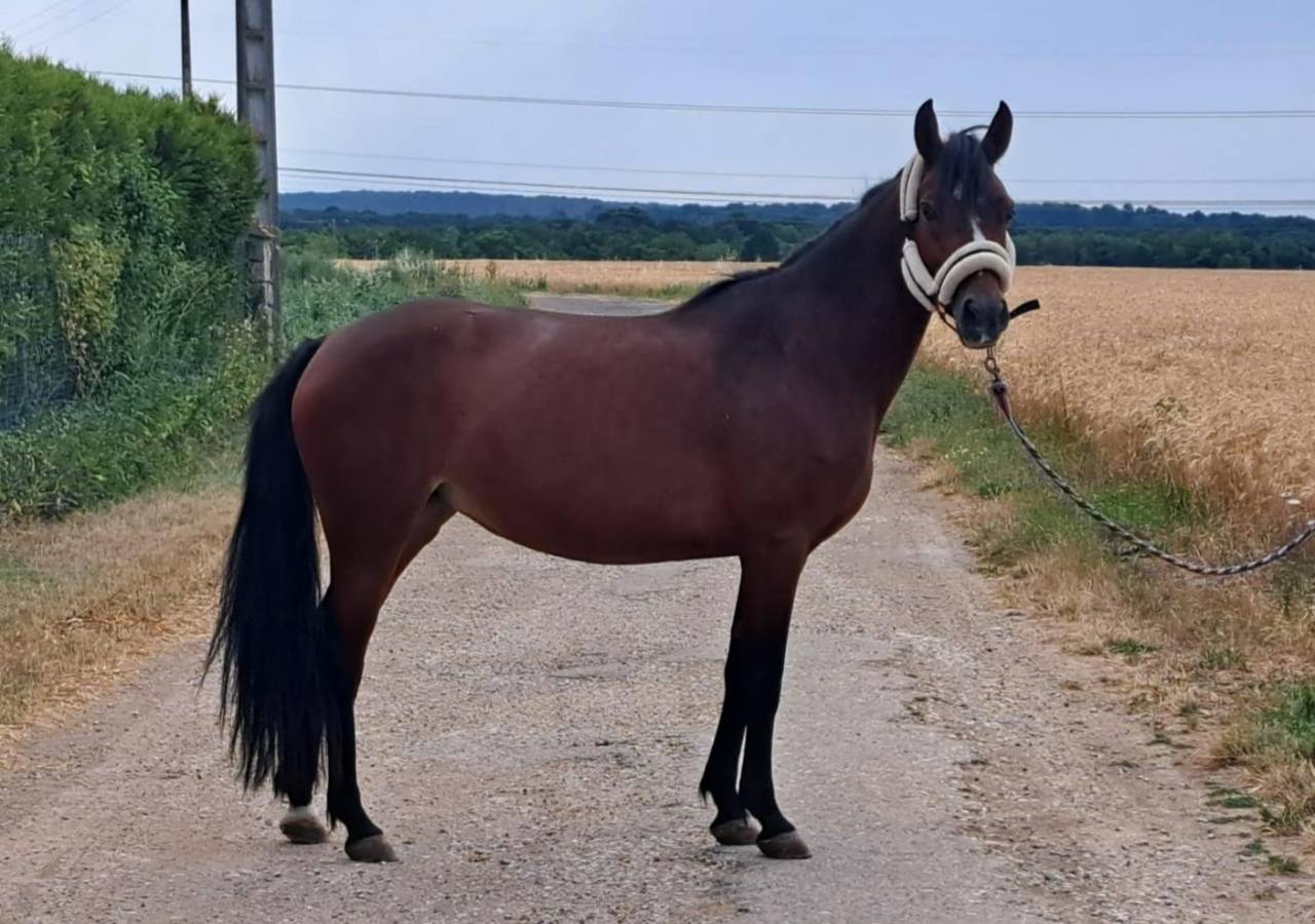 Super ponette D pour CSO