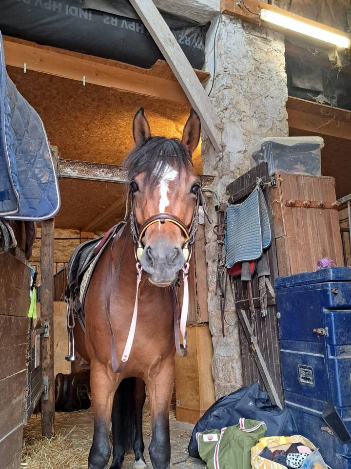 Super ponette D pour CSO