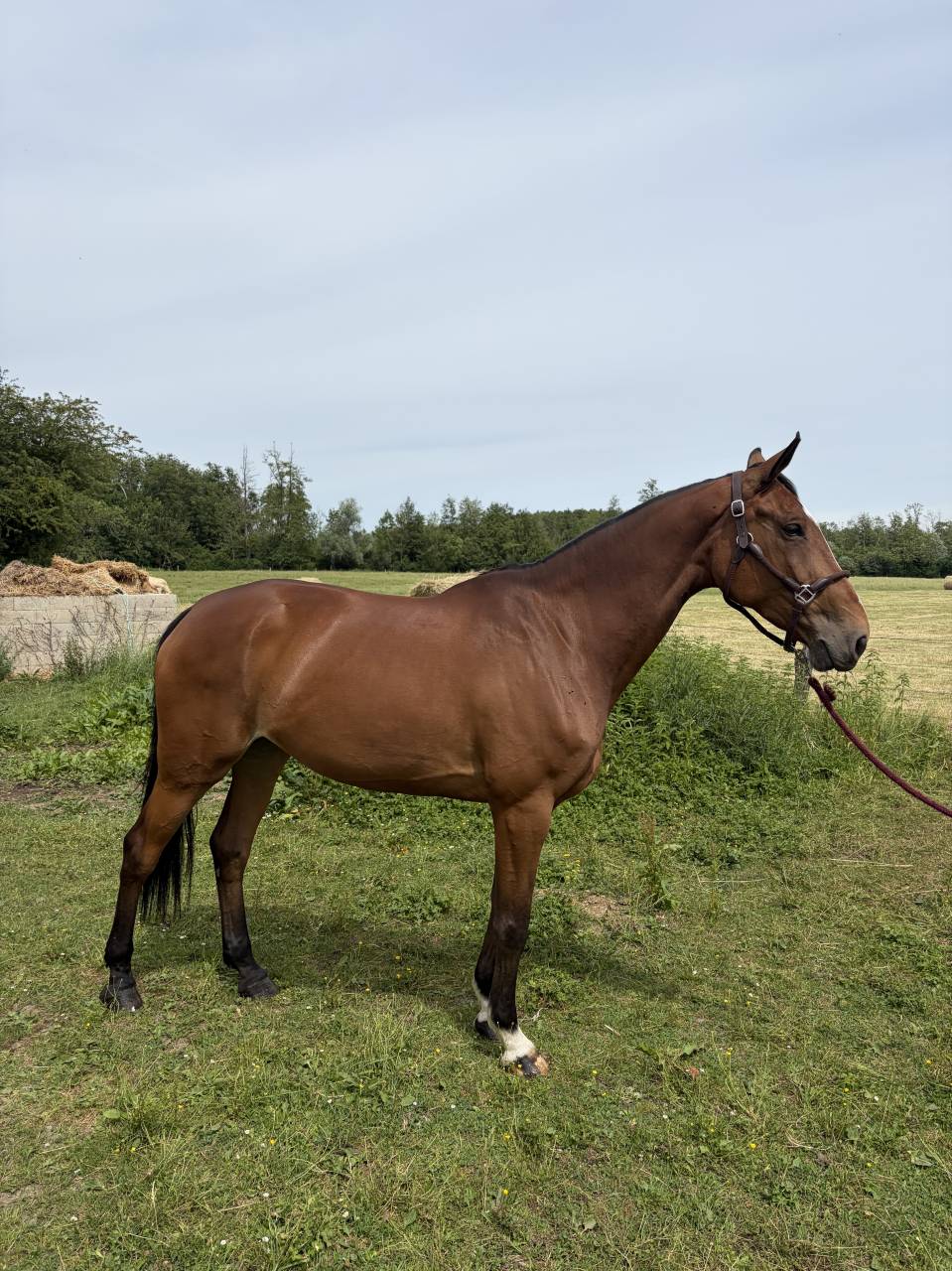Jument 8 ans SF cso 