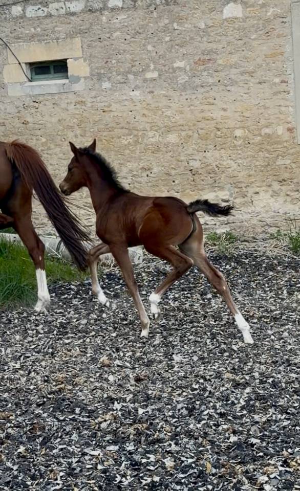 Superbe pouliche top origines 