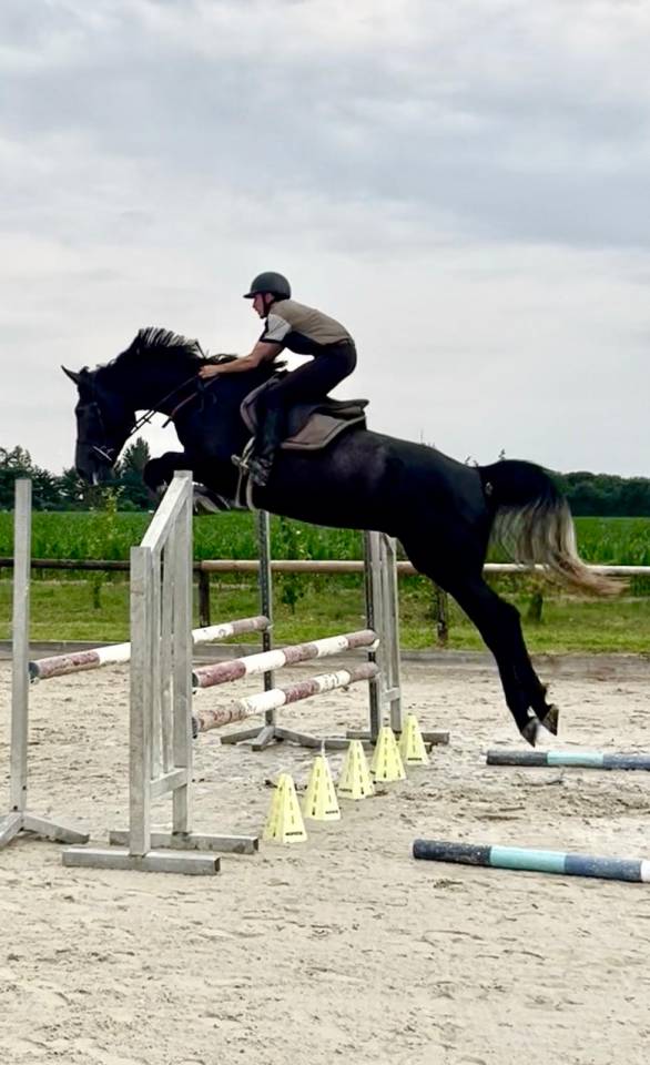Hongre 4 ans CSO 