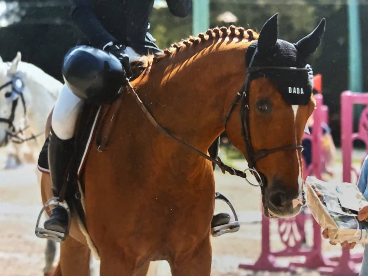 Hongre de 9 ans gagnant 135 