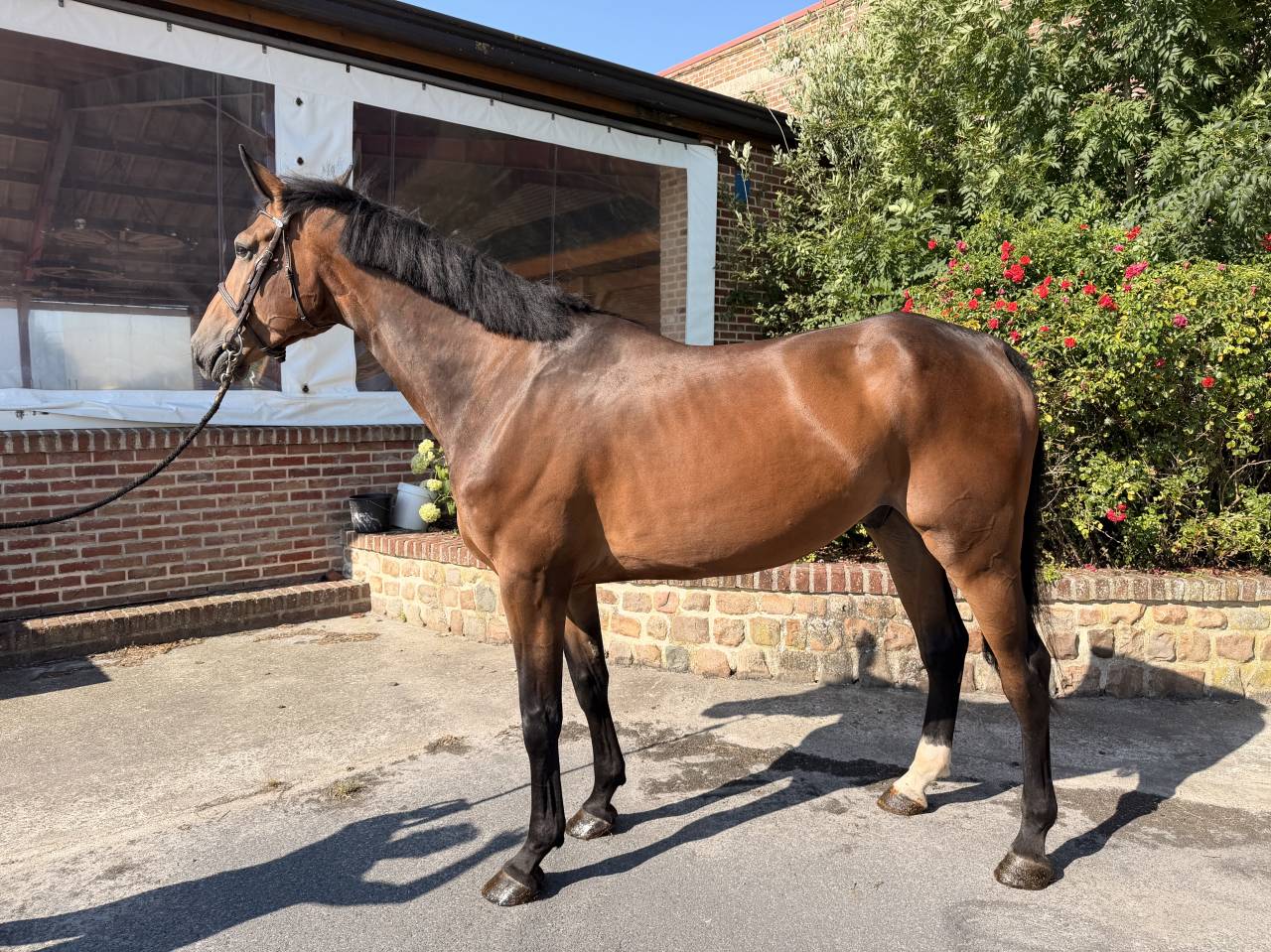 Selle Fran&ccedil;ais - Hongre, 5 ans