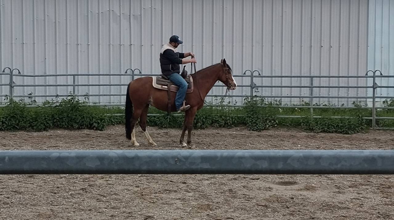 Rocky Mountain Horse