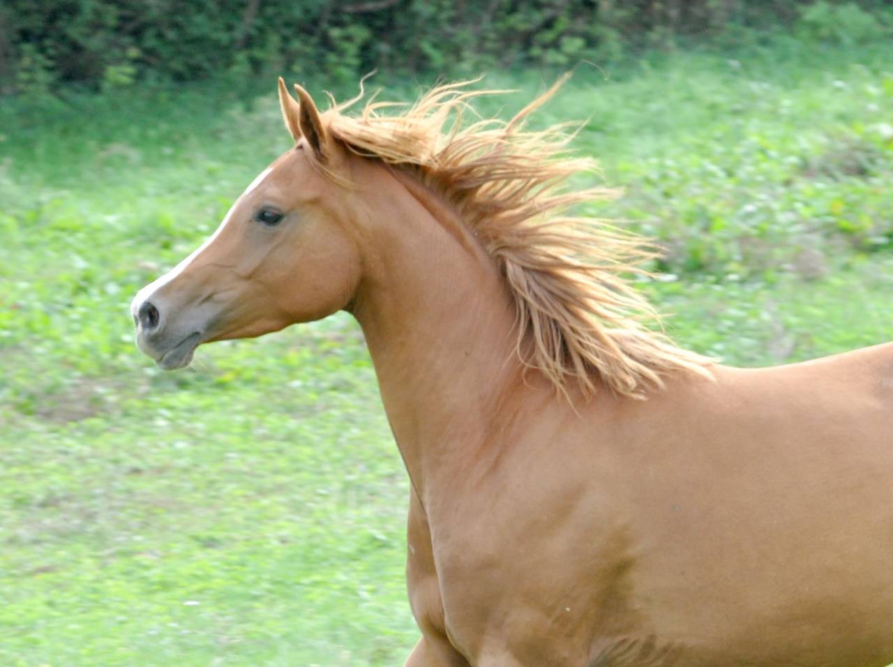 jument demi sang arabe 4 ans par Jazz de Marjolaine