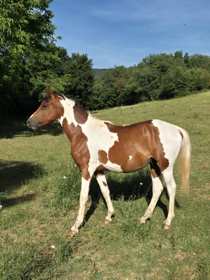 jument demi sang arabe 4 ans par Jazz de Marjolaine