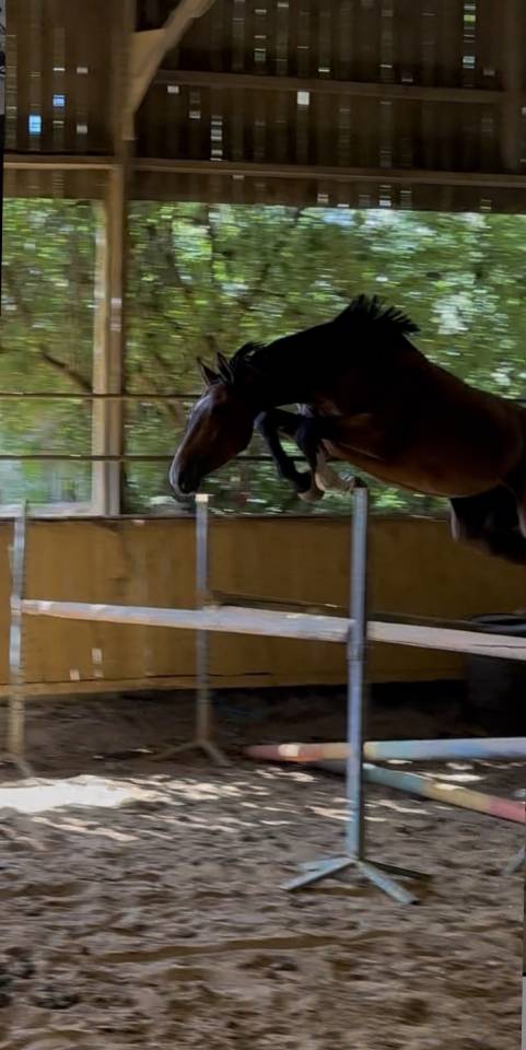 Poulain top origines, future star!