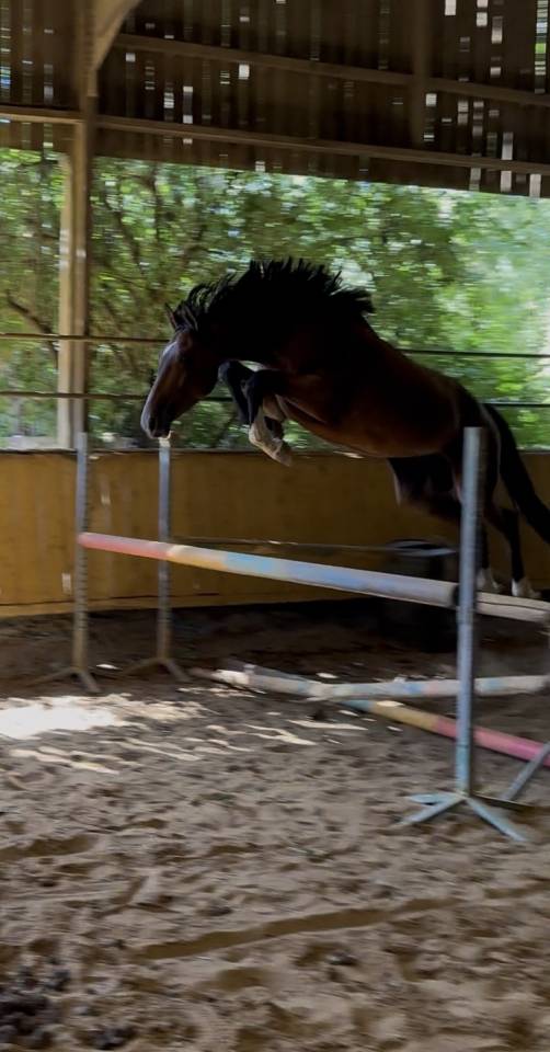 Poulain top origines, future star!
