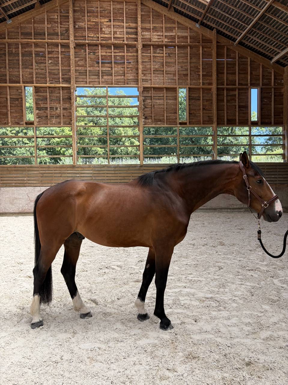 Magnifique hongre de 6 ans 