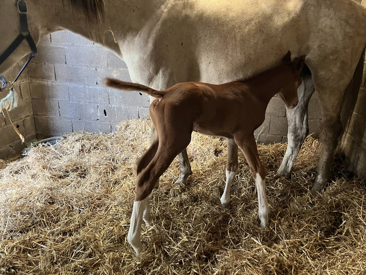 Cherche stagiaire Galop 7