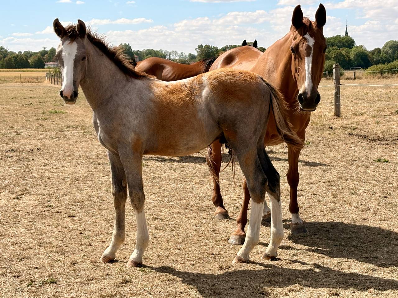 Foal m&acirc;le par Hurricane de Champloue et Cap Kennedy