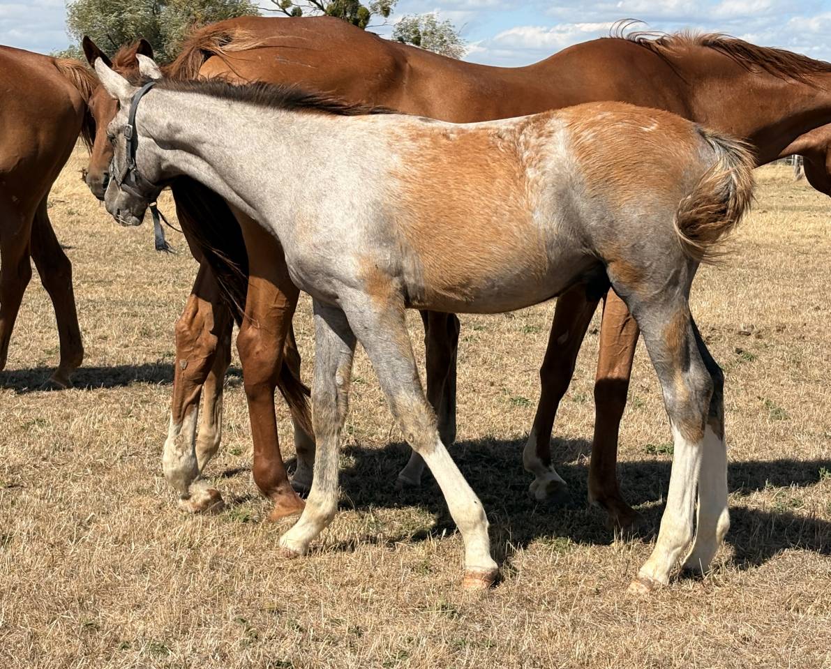 Foal m&acirc;le par Hurricane de Champloue et Cap Kennedy