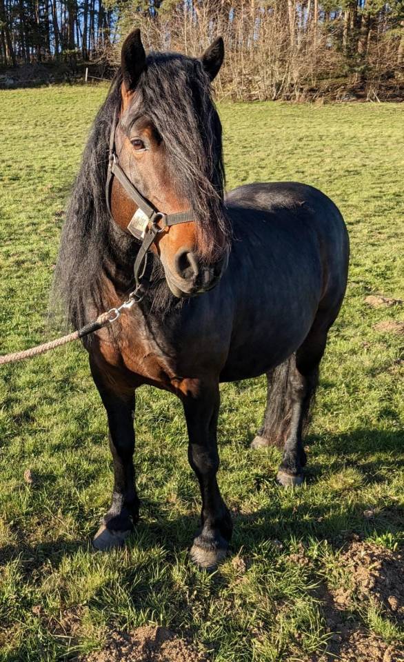 Adorable poney