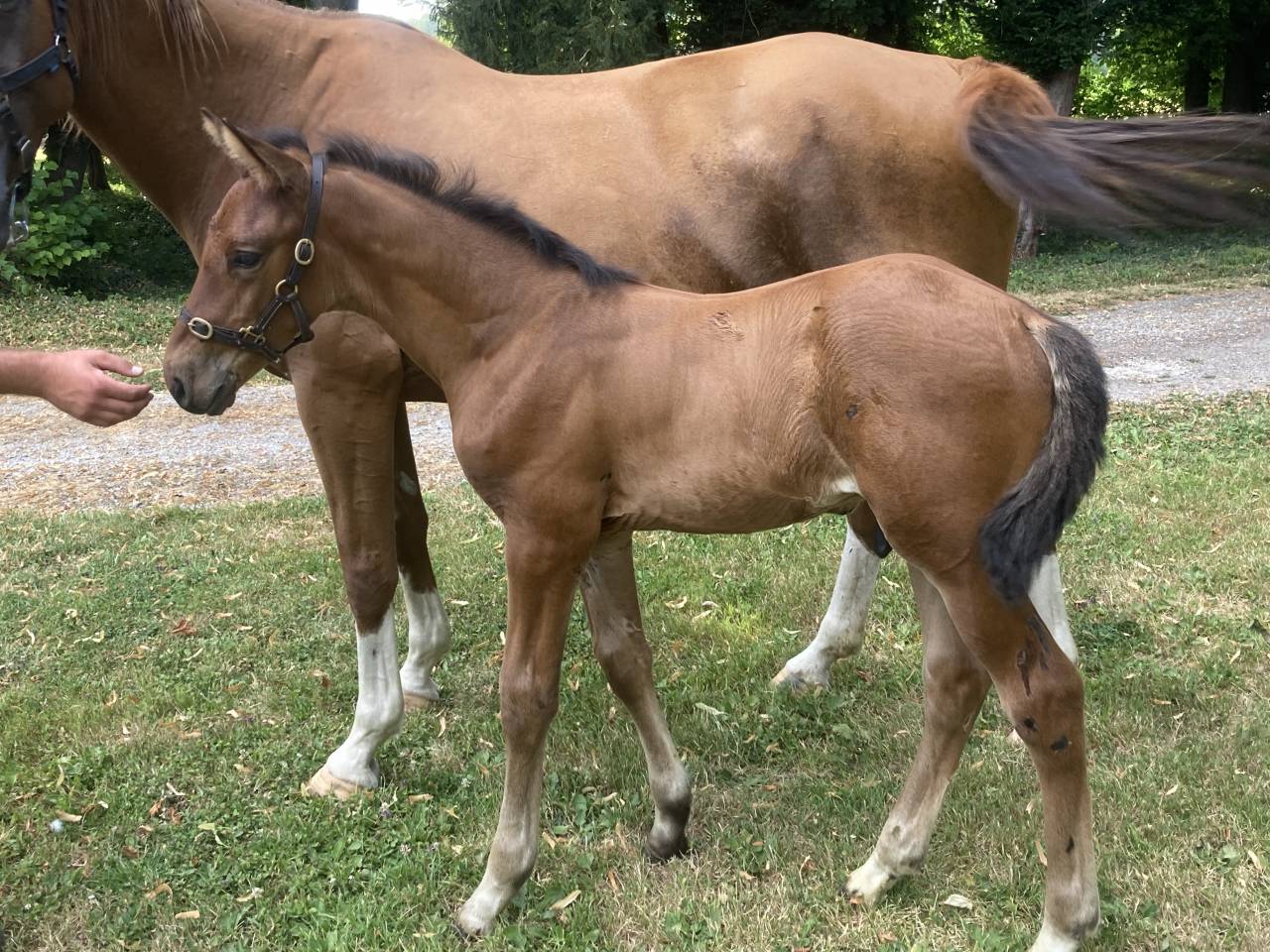 Poulain SF par Larimar QuillXHello PierrevXGaloubet A